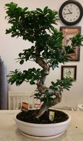 100 cm yksekliinde dev bonsai japon aac  stanbul ataahir ieki telefonlar 0 - 212 - 2111508 