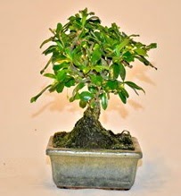 Zelco bonsai saks bitkisi  istanbul skdar iekileri firmamz kaliteli taze ve ucuz iekler sunar 