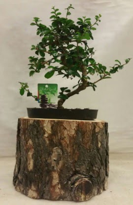 Doal ktk iinde bonsai japon aac  stanbul ataahir ieki telefonlar 0 - 212 - 2111508 