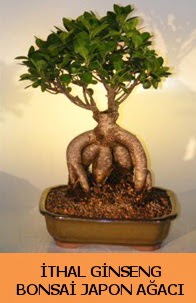 thal japon aac ginseng bonsai sat  stanbul ataahir ieki telefonlar 0 - 212 - 2111508 