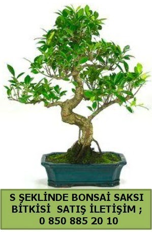 thal S eklinde dal erilii bonsai sat  stanbul skdar her semtine iek gnderin 