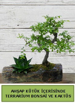 Ahap ktk bonsai kakts teraryum  istanbul eminn 14 ubat sevgililer gn iek siparii verin mutlu edin 