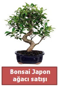 Japon aac bonsai sat  sizlerin istekleri dorultusunda zel iek tasarmlar yapyoruz 