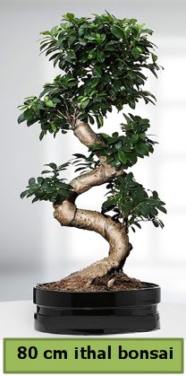 80 cm zel saksda bonsai bitkisi  stanbul bahelieler nternetten iek siparii verebilirsiniz. 