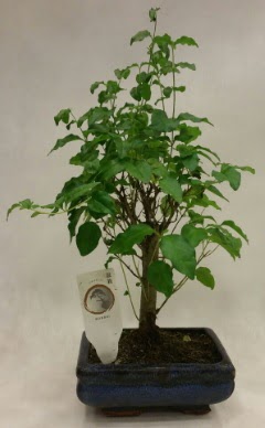 Minyatr bonsai japon aac sat  stanbul bahelieler nternetten iek siparii verebilirsiniz. 