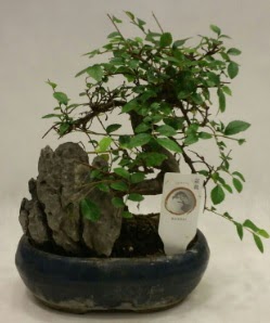 thal 1.ci kalite bonsai japon aac  sitemizden her saat kredi kart ile sipari verebilirsiniz 