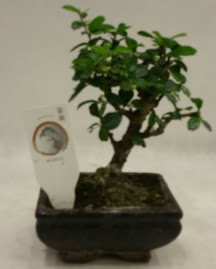 Kk minyatr bonsai japon aac  stanbul skdar her semtine iek gnderin 