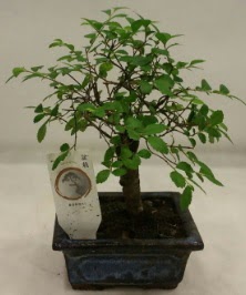 Minyatr ithal japon aac bonsai bitkisi  sitemizden her saat kredi kart ile sipari verebilirsiniz 