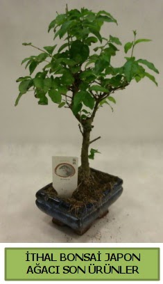 thal bonsai japon aac bitkisi  istanbul avclar iek servisi , ieki adresleri 