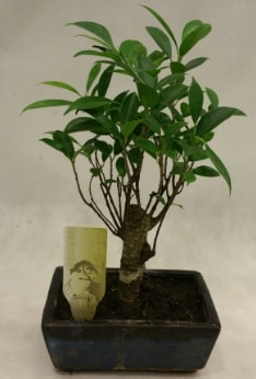 Japon aac bonsai bitkisi sat  stanbul bahelieler nternetten iek siparii verebilirsiniz. 