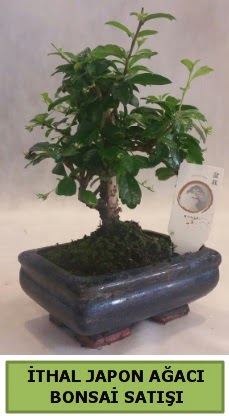 thal japon aac bonsai bitkisi sat  stanbul bahelieler nternetten iek siparii verebilirsiniz. 