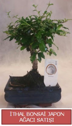 thal kk boy minyatr bonsai aa bitkisi  stanbul bahelieler nternetten iek siparii verebilirsiniz. 