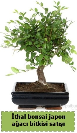 thal bonsai saks iei Japon aac sat  stanbul ataahir ieki telefonlar 0 - 212 - 2111508 