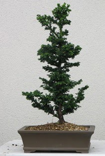 am aac bonsai bitkisi sat  stanbul bahelieler nternetten iek siparii verebilirsiniz. 