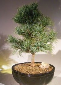 am aac bonsai bitkisi sat  bu kadar etkileyici iekleri hemen imdi sipari edin 