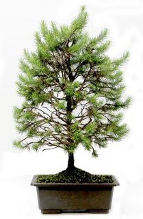 *** STOKTA YOK - am aac bonsai bitkisi sat  istanbul kartal iekileri iinde lider ieki firmamz sizler sayesinde bymektedir 