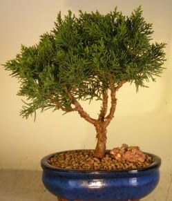 Servi am bonsai japon aac bitkisi  stanbul mraniye iek yollayarak sevdiklerinizi martn 