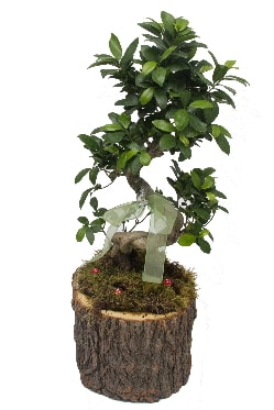 Doal ktkte bonsai saks bitkisi  stanbul ataahir ieki telefonlar 0 - 212 - 2111508 