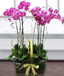 7 dall mor lila orkide  stanbul avclar iek gnderme firmas 