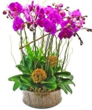 Ahap ktkte lila mor orkide 8 li  imdi harika ve ucuz iek siparii vermek zeresiniz imdi satn al diyin 