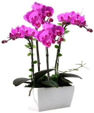 Seramik vazo ierisinde 4 dall mor orkide  sitemizden her saat kredi kart ile sipari verebilirsiniz 