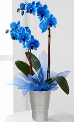 Seramik vazo ierisinde 2 dall mavi orkide  en zel ve en gzel anlarnzda ieklerimizile sizleri mutlu ediyoruz 