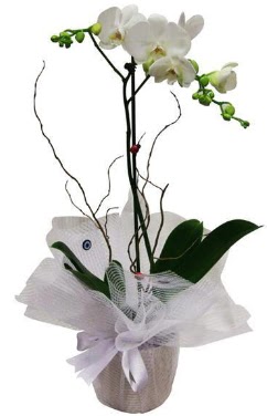 Tek dall beyaz orkide  hediye rnlerimiz sizlere zel hazrlanmaktadr 