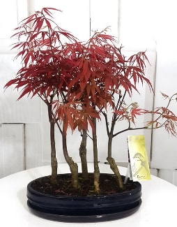 5 adet japon akaaa bonsai iei  sitemizden her saat kredi kart ile sipari verebilirsiniz 