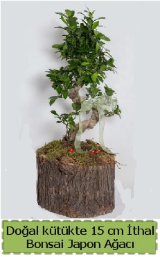 Doal ktkte thal bonsai japon aac  stanbul skdar her semtine iek gnderin 