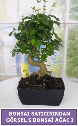S dal erilii bonsai japon aac  sitemizden her saat kredi kart ile sipari verebilirsiniz 