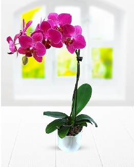 Tek dall mor orkide  sitemizden her saat kredi kart ile sipari verebilirsiniz 