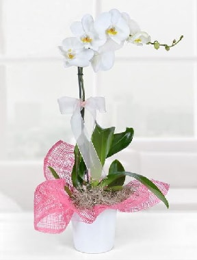 Tek dallı beyaz orkide seramik saksıda  İstanbul üsküdar her semtine çiçek gönderin 