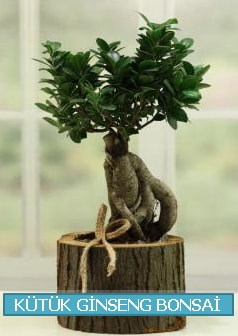Ktk aa ierisinde ginseng bonsai  stanbul avclar iek gnderme firmas 
