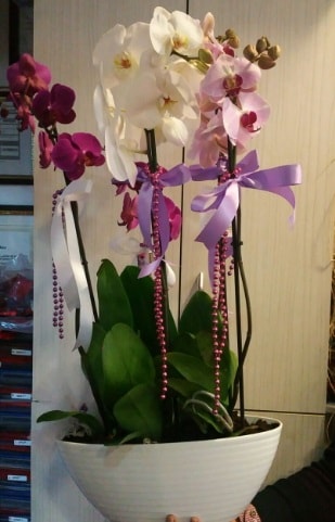 Mor ve beyaz ve pembe 6 dall orkide  bu kadar etkileyici iekleri hemen imdi sipari edin 