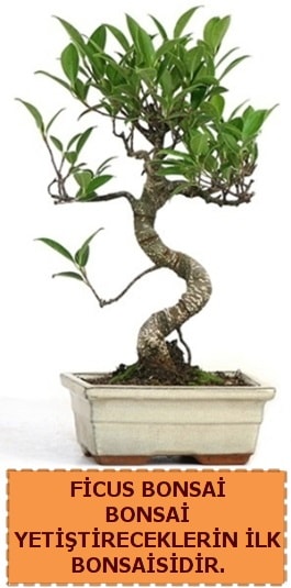 Ficus bonsai 15 ile 25 cm arasndadr  stanbul mraniye iek yollayarak sevdiklerinizi martn 