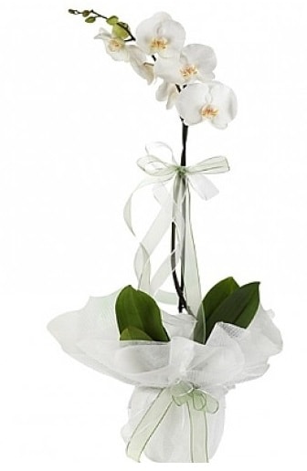 Tekli Beyaz Orkide  iek bykekmece sitemizden yeliksiz online sipari verebilirsiniz 
