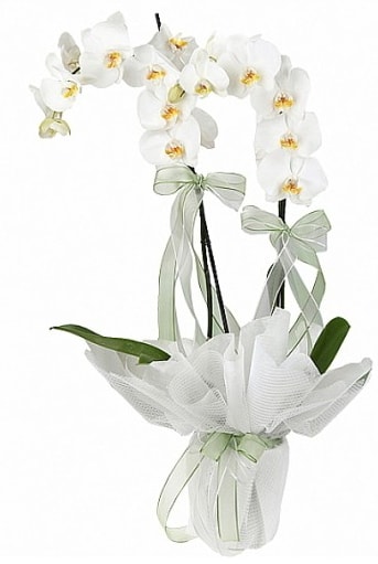 ift Dall Beyaz Orkide  istanbul karaky iek online iek siparii 
