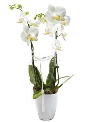 2 dall beyaz seramik beyaz orkide sakss  stanbul avclar iek gnderme firmas 