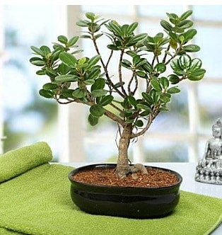 Lovely Ficus Iceland Bonsai  istanbul karaky iek online iek siparii 