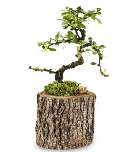 Doal ktkte S bonsai aac  sitemizden her saat kredi kart ile sipari verebilirsiniz 