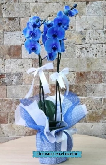ift dall ithal mavi orkide  stanbul mraniye iek yollayarak sevdiklerinizi martn 