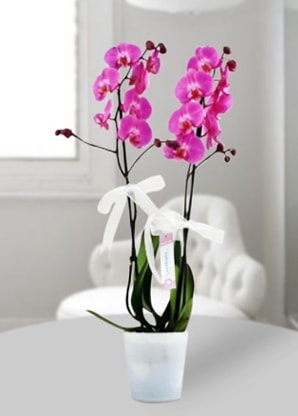 ift dall mor orkide  yurt d iek siparii vermek iin doru yerdesiniz. Bizi arayn 0 - 216 - 3860018 