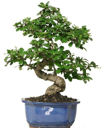 21 ile 25 cm aras zel S bonsai japon aac  stanbul bahelieler nternetten iek siparii verebilirsiniz. 