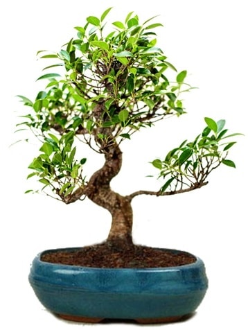 25 cm ile 30 cm aralnda Ficus S bonsai  stanbul avclar iek gnderme firmas 