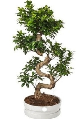 90 cm ile 100 cm civar S peyzaj bonsai  stanbul avclar iek gnderme firmas 