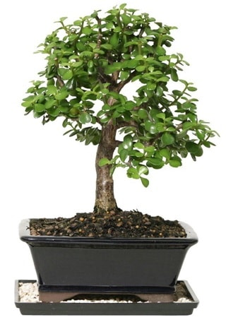 15 cm civar Zerkova bonsai bitkisi  sizlerin istekleri dorultusunda zel iek tasarmlar yapyoruz 