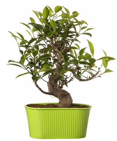 Ficus S gvdeli muhteem bonsai  sizlerin istekleri dorultusunda zel iek tasarmlar yapyoruz 