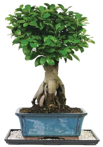 Bonsai Ginsing Grafted Ficus Bonsai  stanbul mraniye iek yollayarak sevdiklerinizi martn 